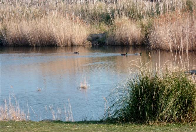 Etang a Agde proche du Restaurant O'33 dans l'Herault